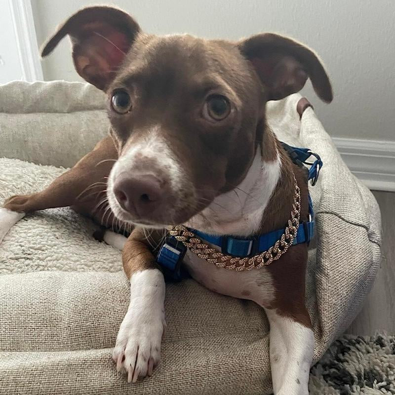 Silver Dog Chain Collar Diamond Cuban Link Dog Collar 13Mm Wide Dog Necklace Metal Cat Chain Pet Crystal Collar Jewelry Accessories for Small Medium Large Dogs Cats(16Inch)